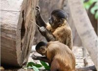 巴拿马卷尾猴已经进入石器时代，什么时候进入青铜时代？