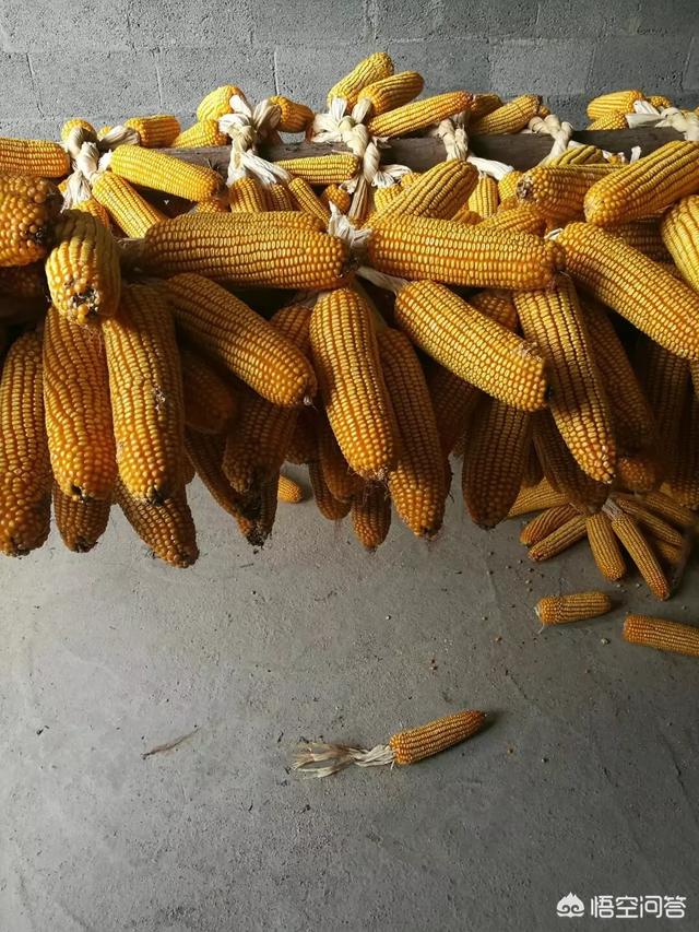 种什么玉米品种能赚钱？