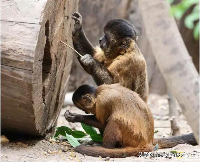 巴拿马卷尾猴已经进入石器时代，什么时候进入青铜时代？