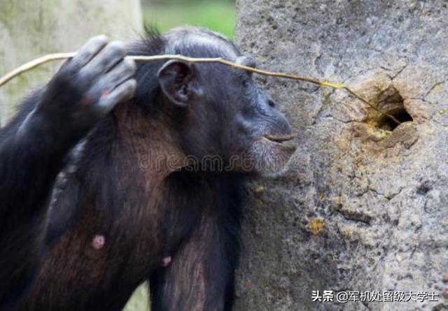 巴拿马卷尾猴已经进入石器时代，什么时候进入青铜时代？